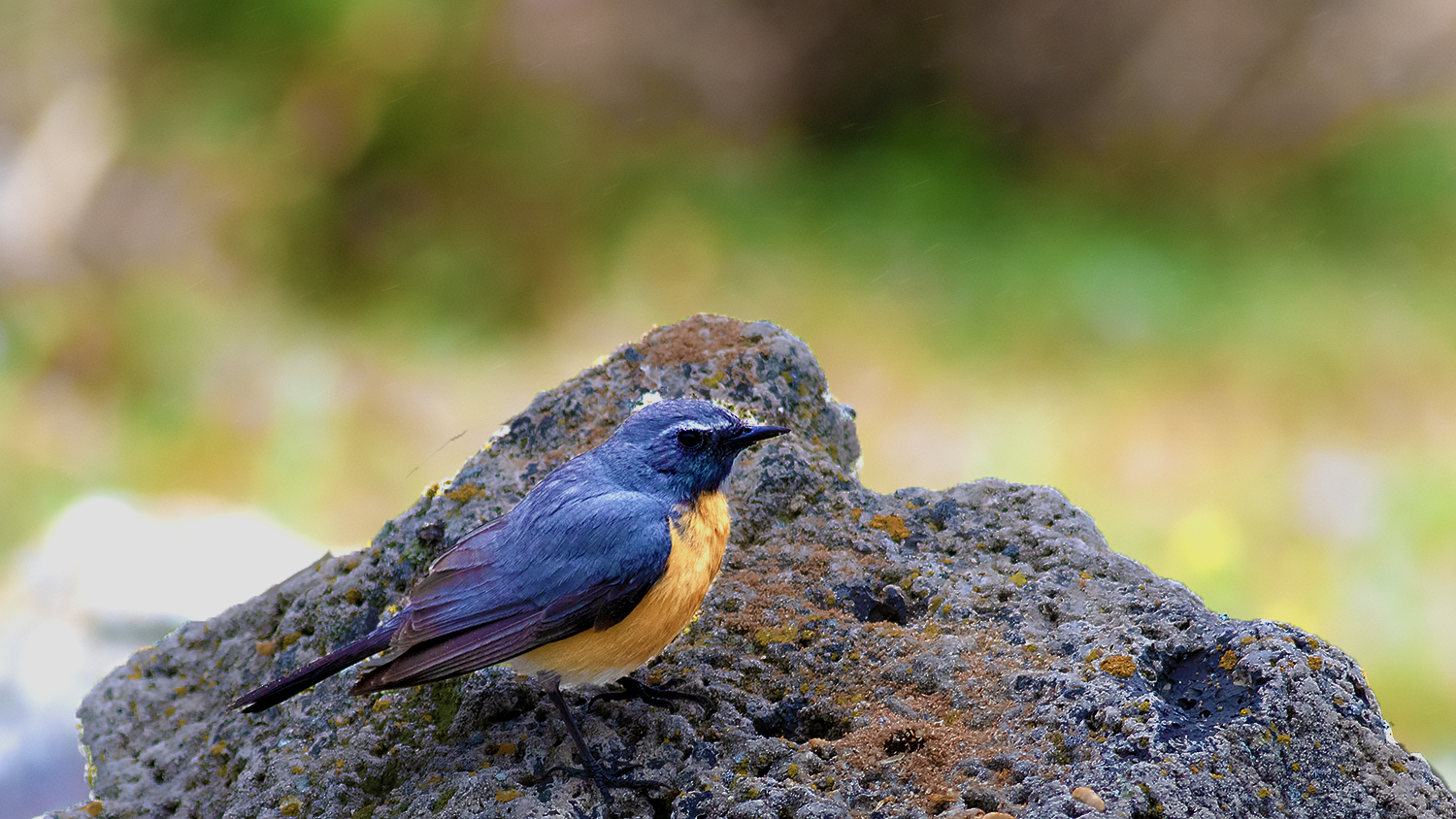 White-throated Robin